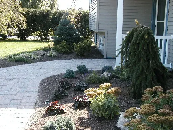 A paved walkway curves toward a house entrance, bordered by garden beds with mulch, various shrubs, and a weeping evergreen.