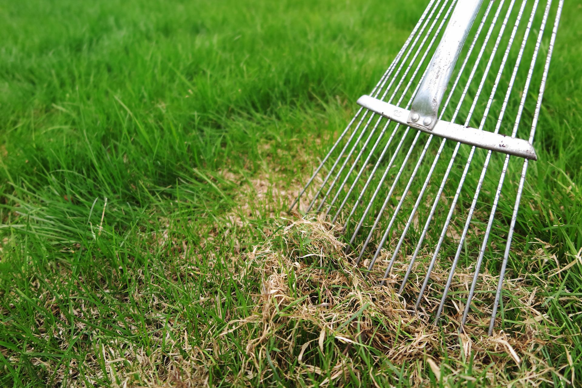 A metal lawn rake pulls dead, dry grass thatch from a lush green lawn.