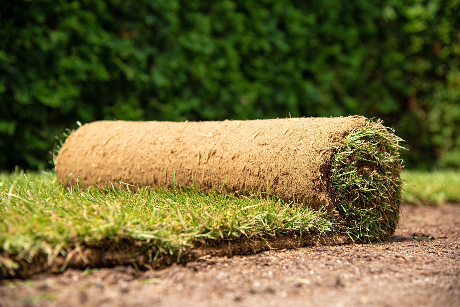 A rolled-up section of sod resting on bare soil with a green hedge in the background.