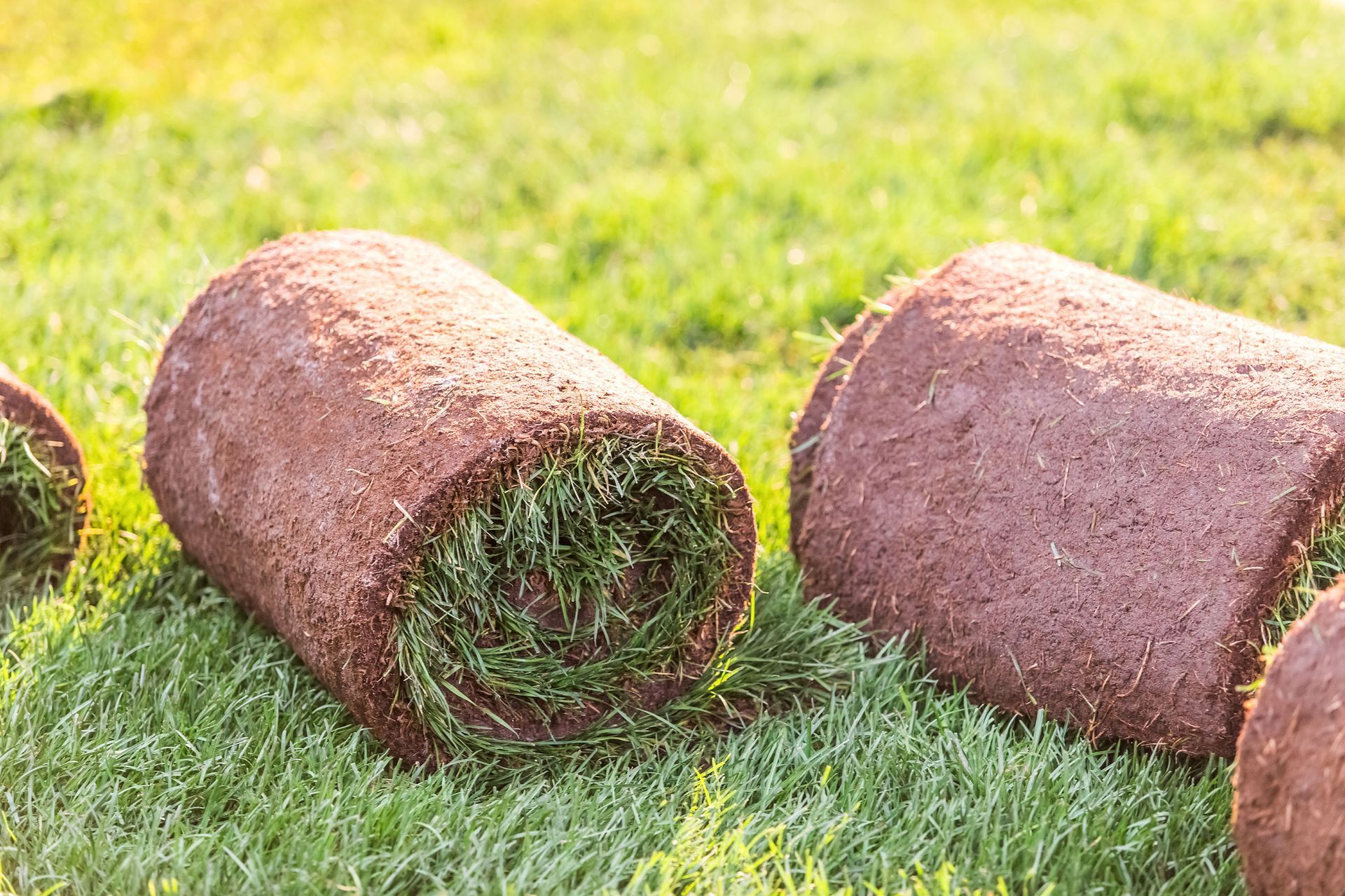 Several rolled-up sections of fresh green sod rest on a grassy lawn in bright sunlight.