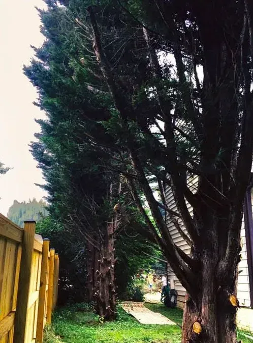 Pile of cut firewood stacked outdoors on grass and pavement.