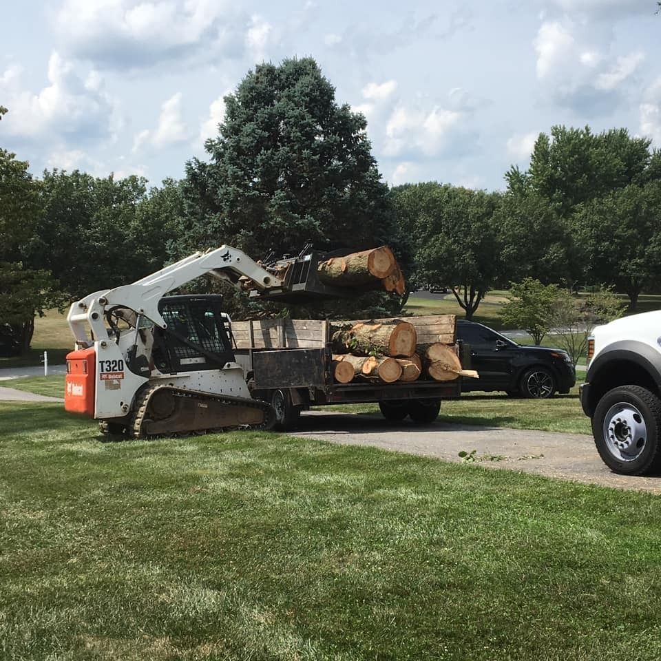Bobcat loading logs onto a trailer on a grassy area, with trees and cars in the background.