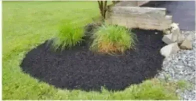 Black mulch circle surrounds green ornamental grass near a structure; green lawn.