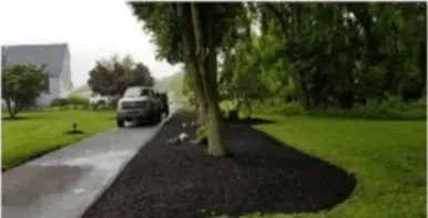 Black pickup truck driving on a wet driveway beside a mulched tree in a green yard.