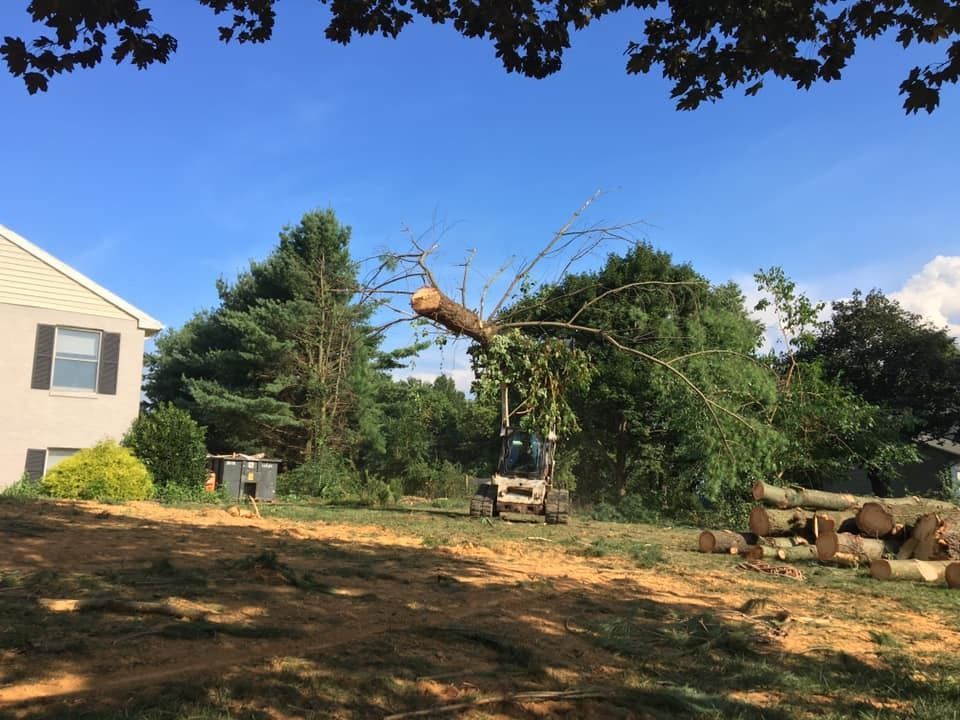 Bobcat removing tree branches from a yard with stacked logs under a blue sky.