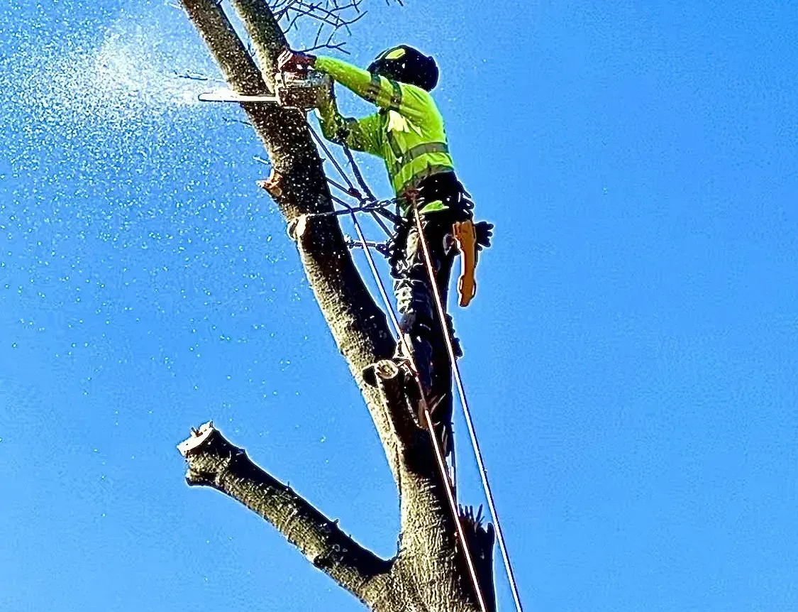 Magnolia Tree & Landscape Specialist