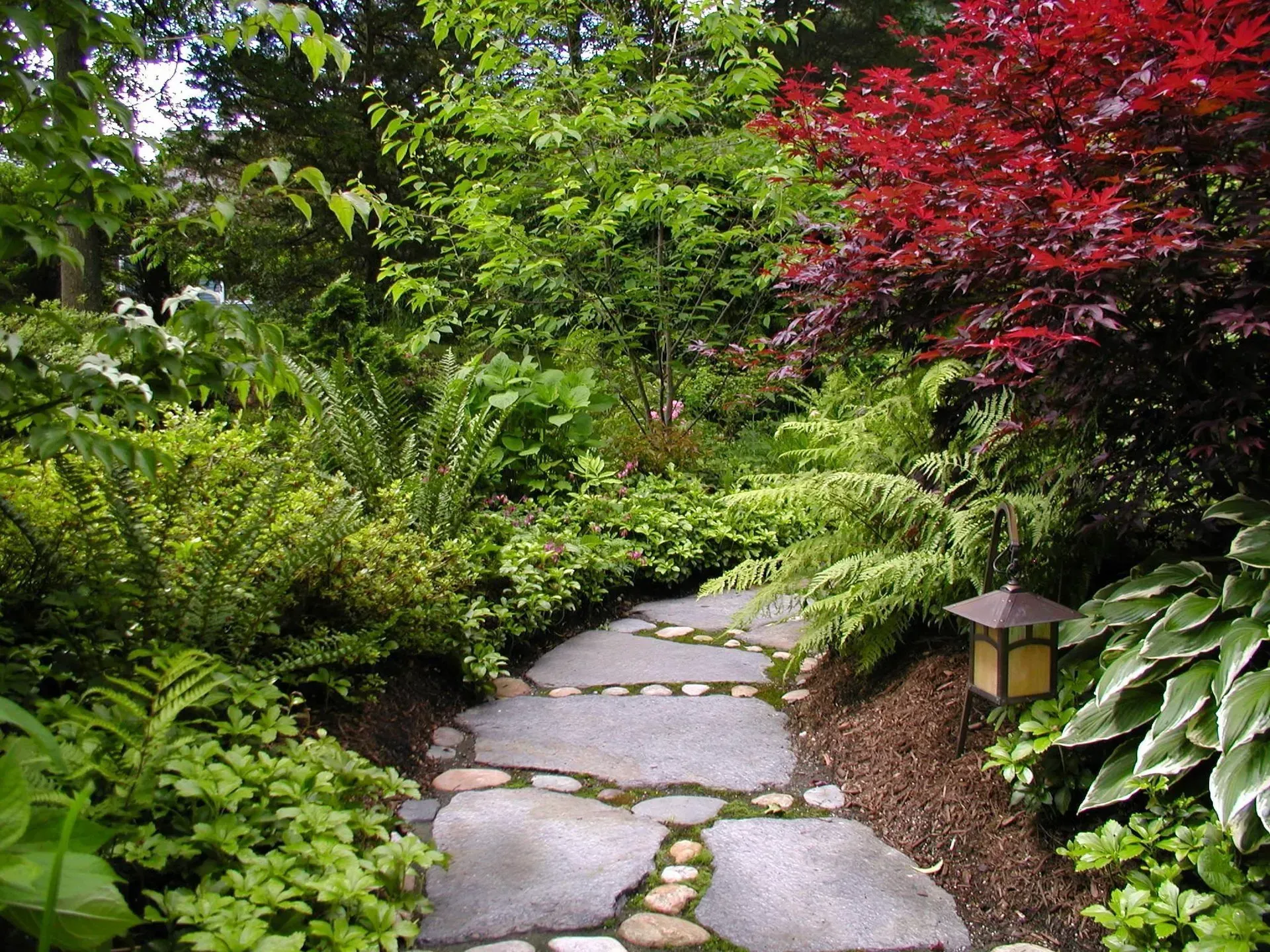 Stone path winds through lush garden with varied greenery, including red Japanese maple.