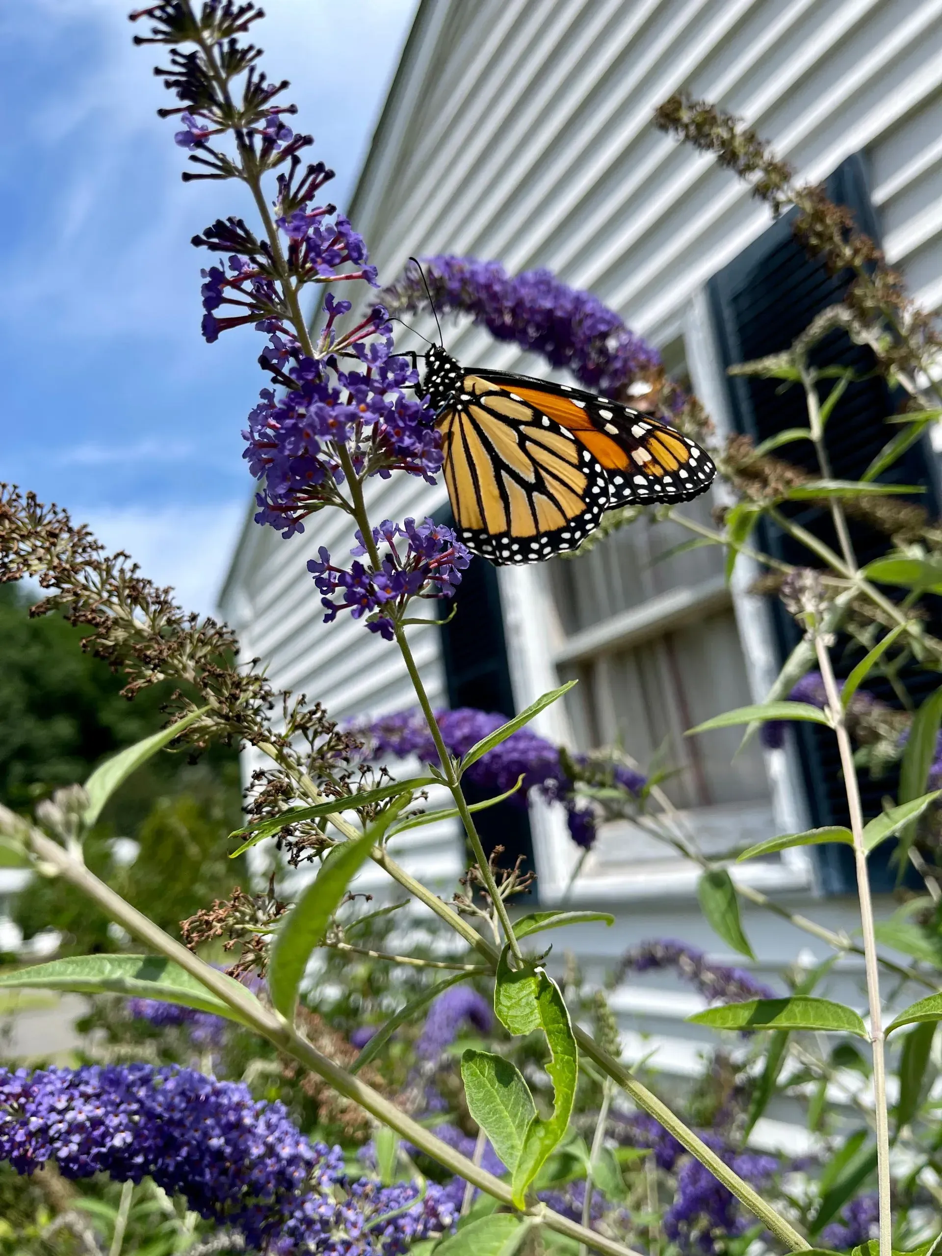 Monarch butterfly with orange and black wings on purple flowers, white house in background.
