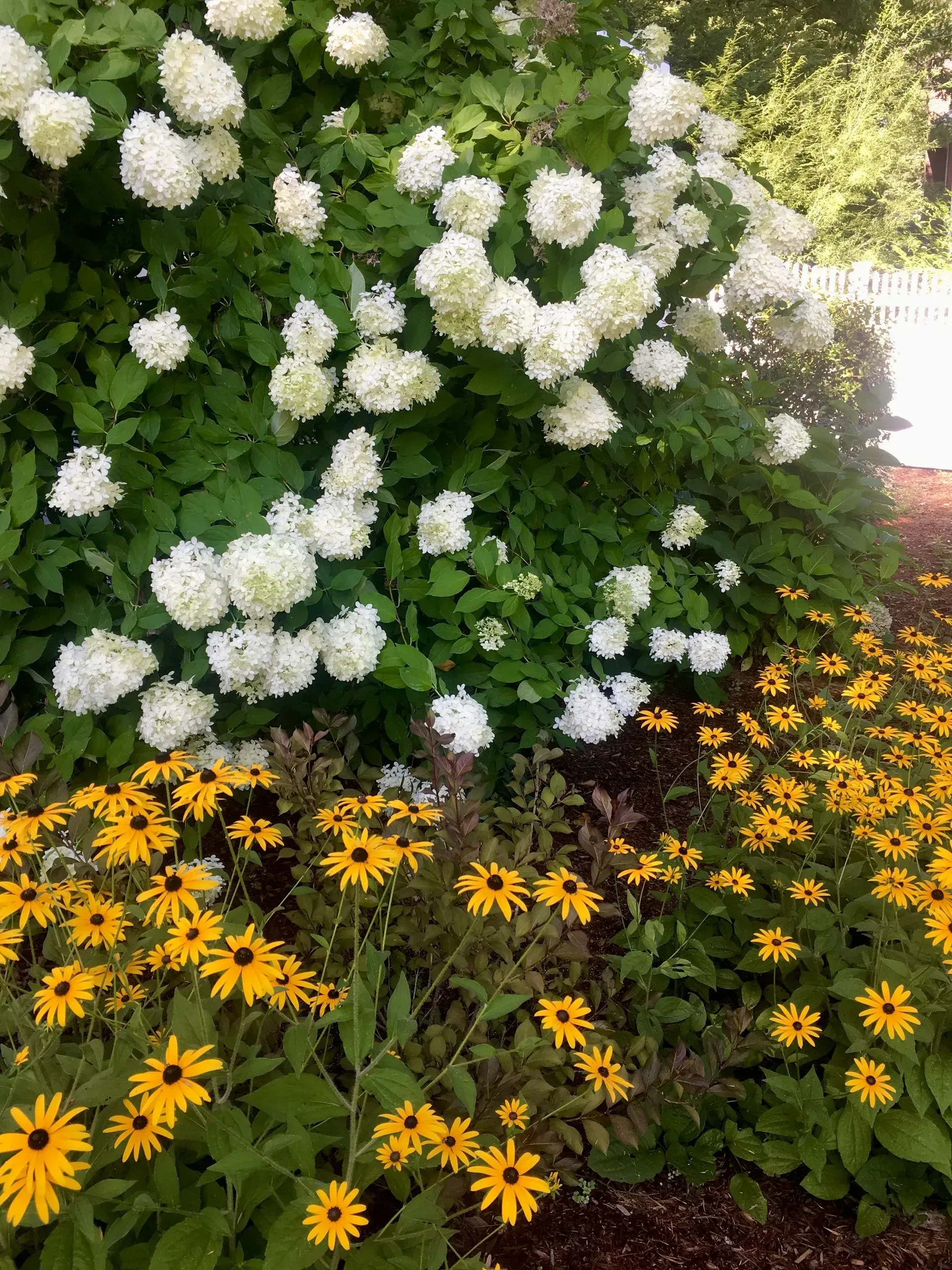 White hydrangea bush with yellow and black-eyed Susan flowers in a garden bed.