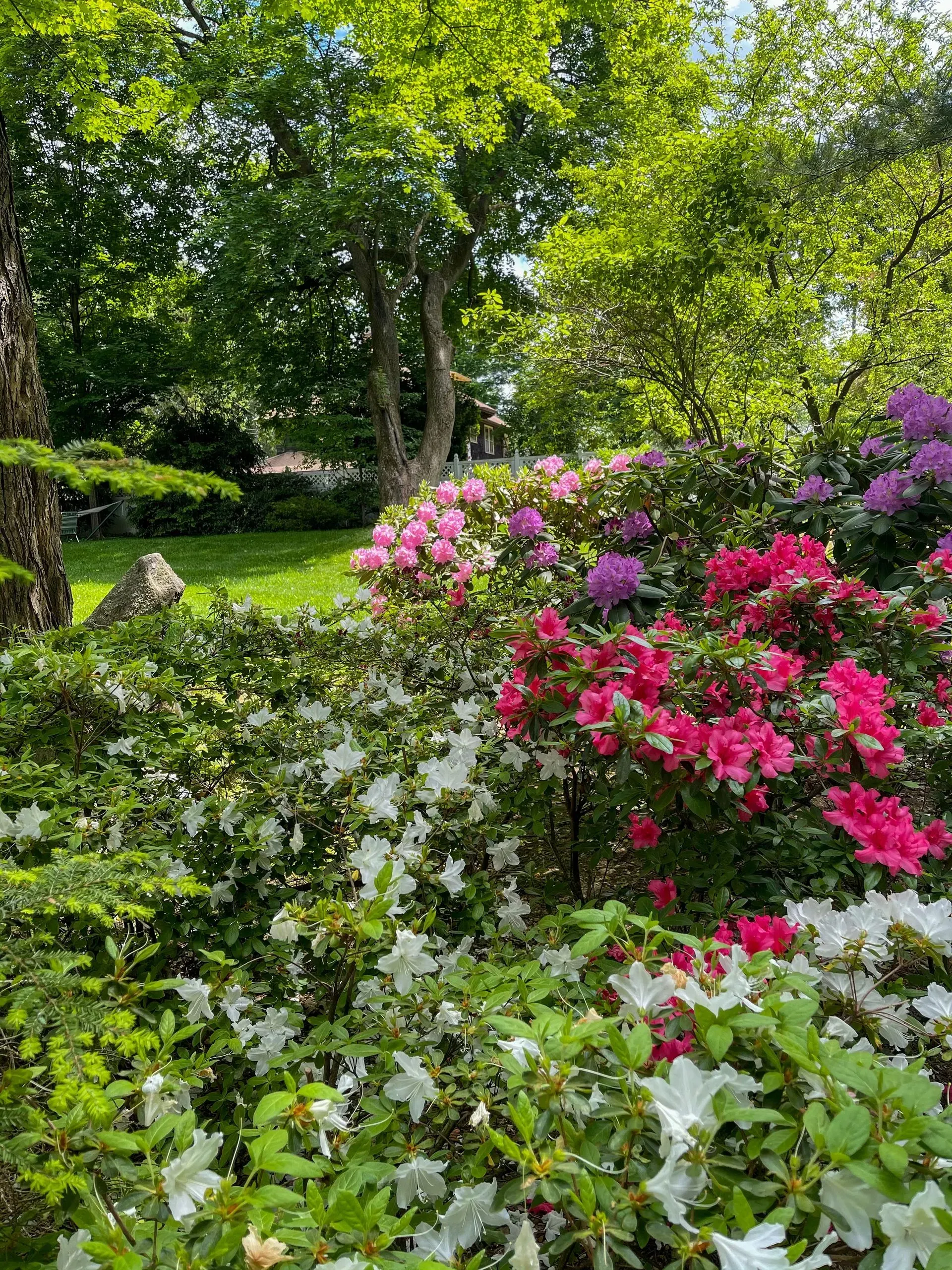 Colorful azaleas in bloom, a vibrant garden with shades of pink, red, white, and purple, under green trees.