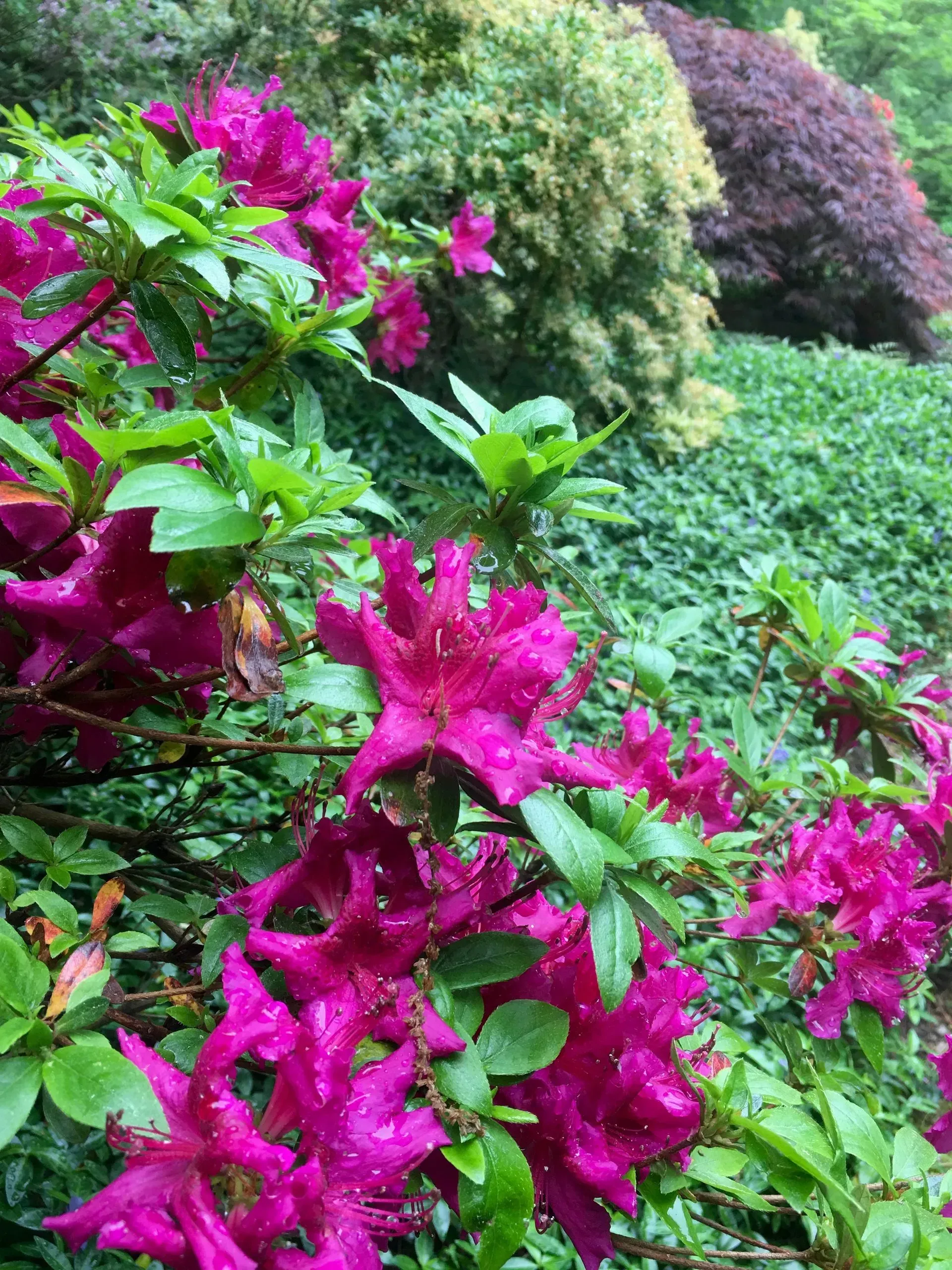 Pink azalea flowers in bloom with vibrant green foliage; blurred background of green and purple shrubs.