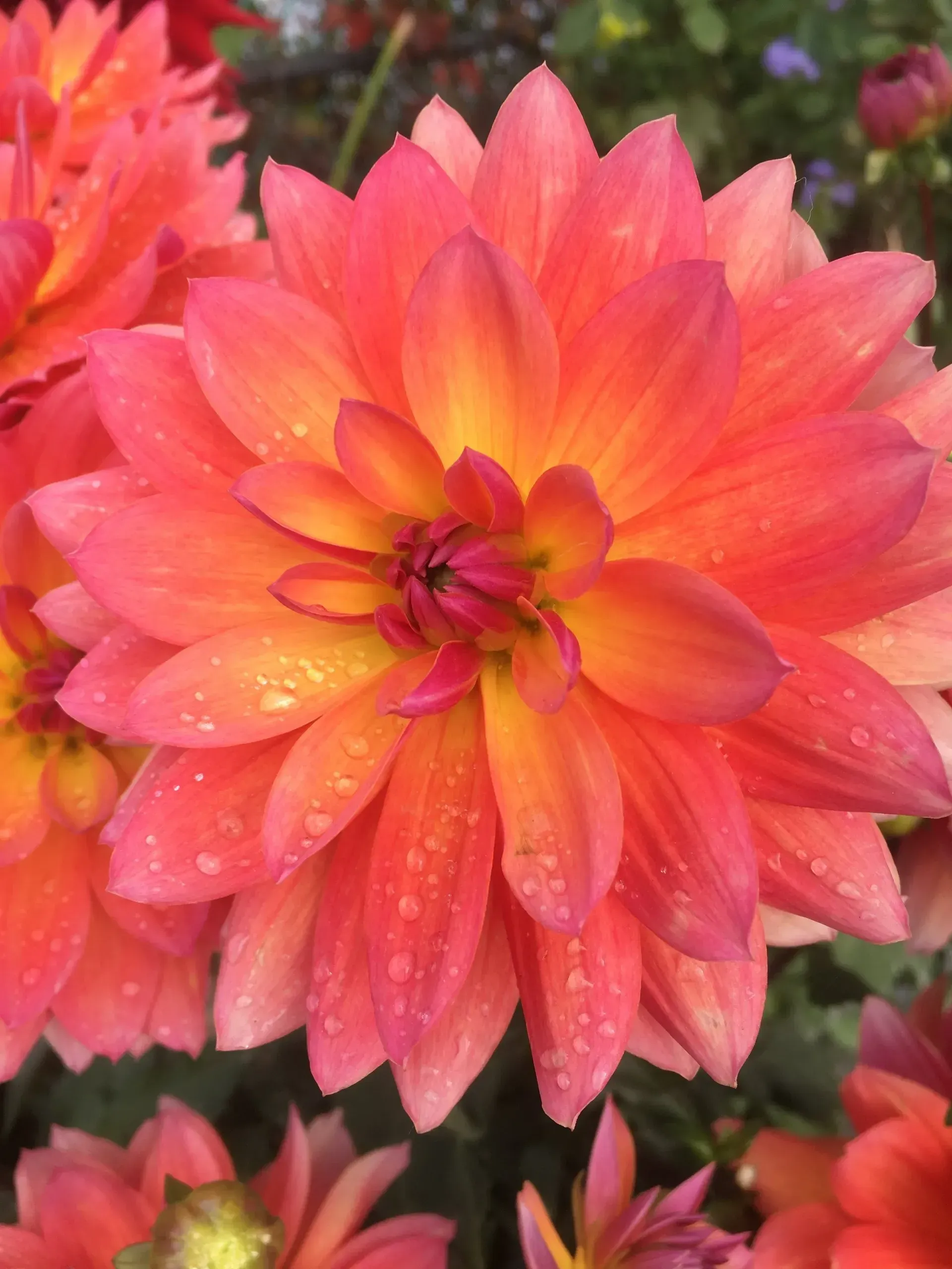 Coral and yellow dahlia with water droplets.