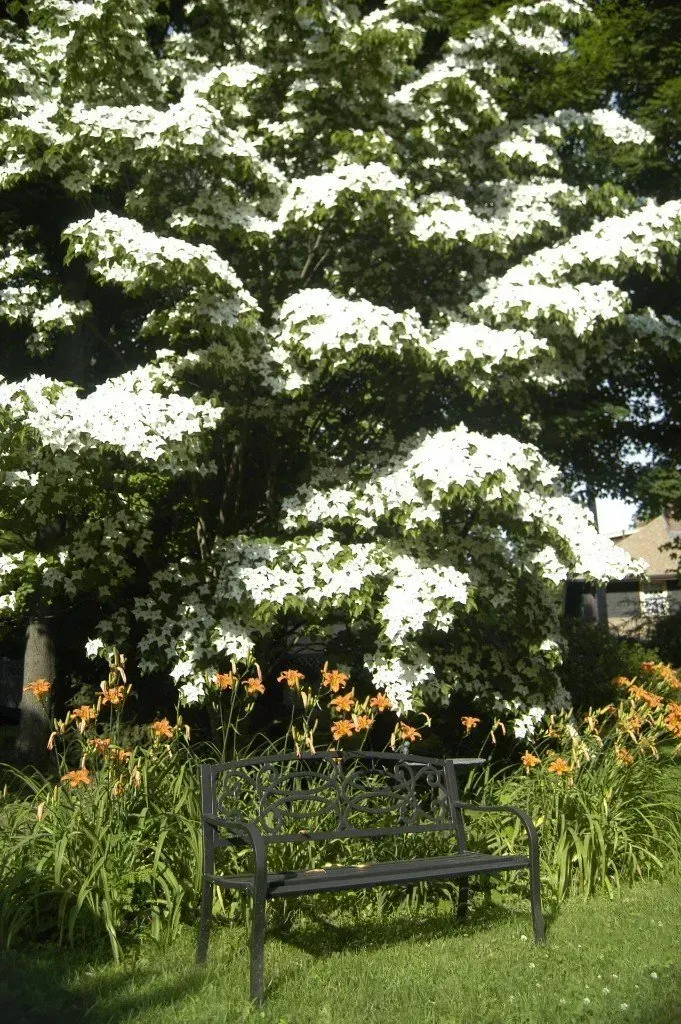 Black bench under a blooming white dogwood tree, surrounded by orange flowers and green grass.