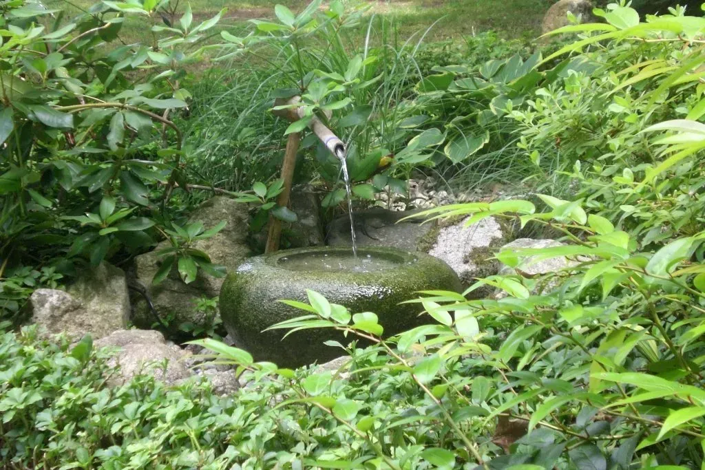 A Japanese water fountain with bamboo spout, surrounded by greenery.
