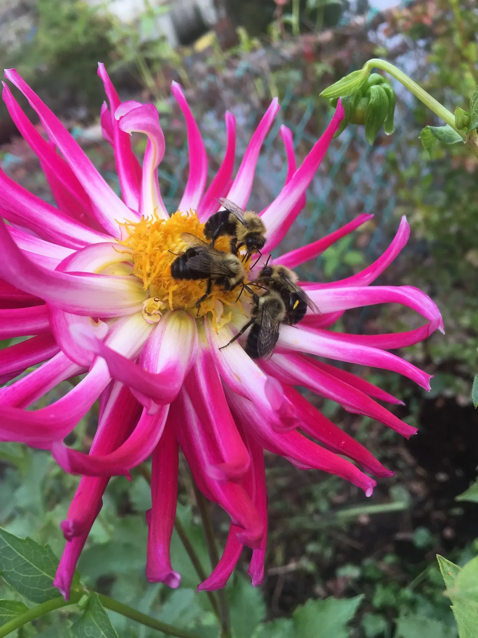 Bees on a vibrant pink and white dahlia flower, feeding on the yellow center.