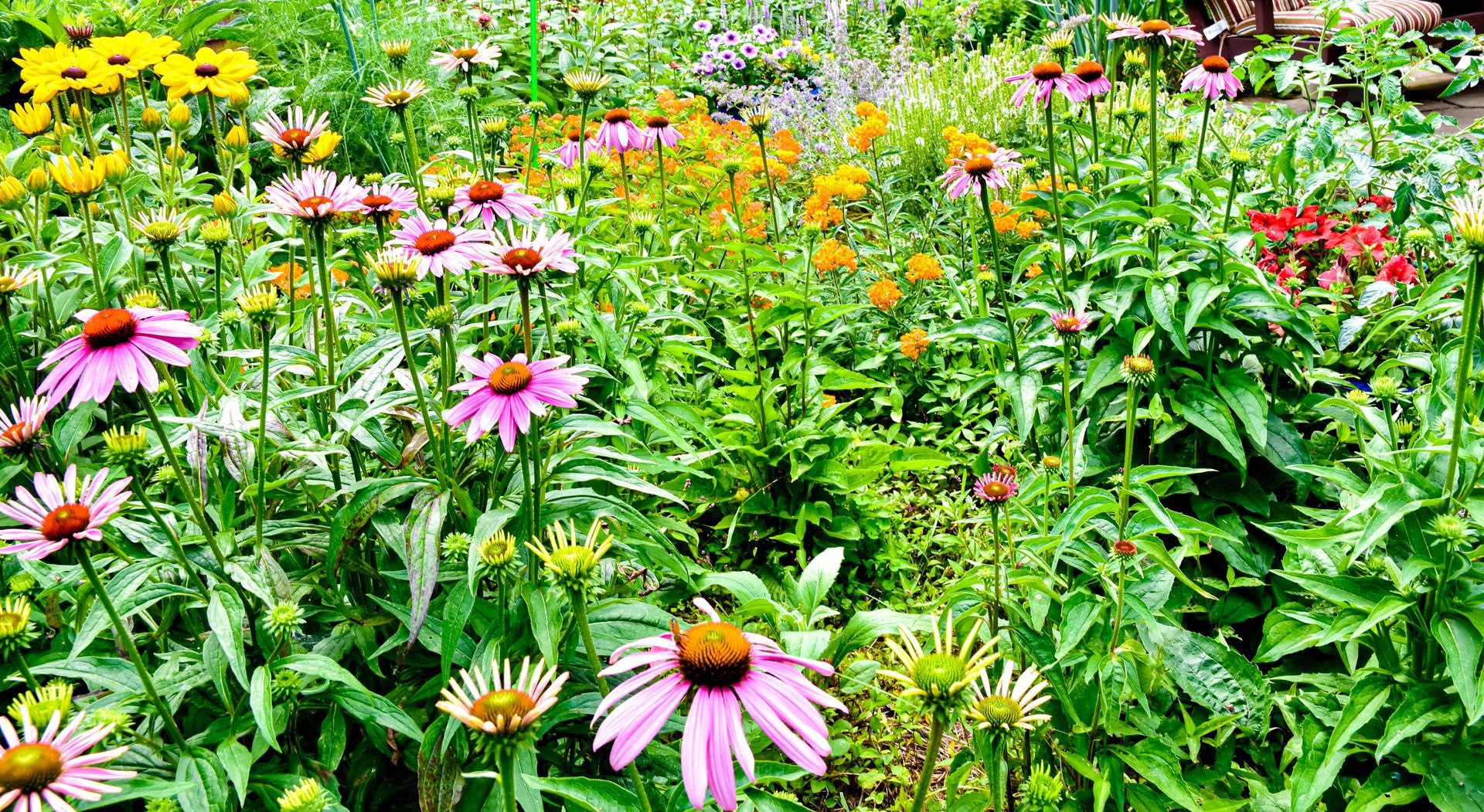 Colorful flower garden with pink, yellow, and orange blooms and green foliage.