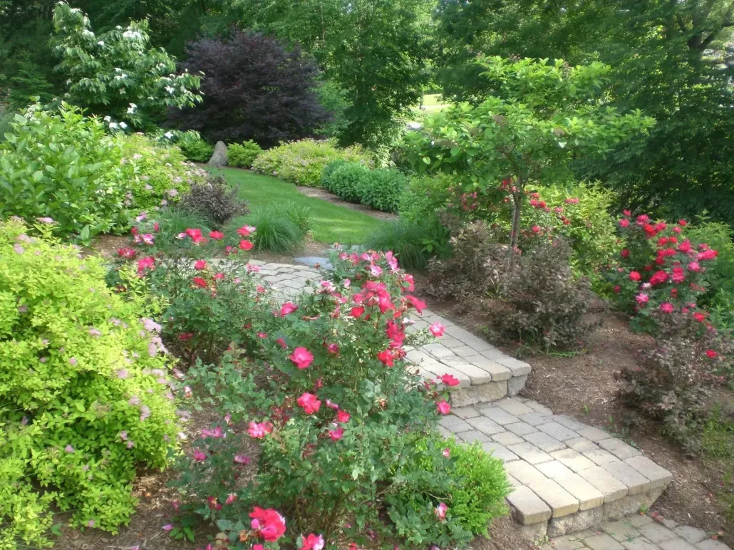A stone path winds through a lush garden with pink rose bushes and green foliage on a sunny day.