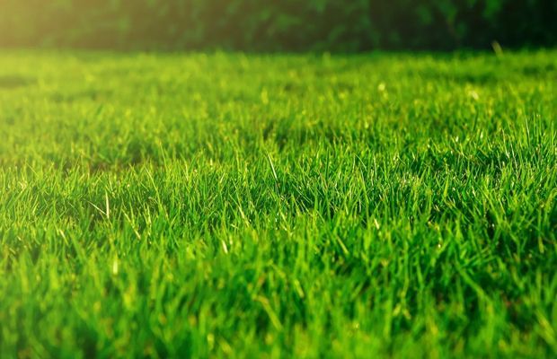 Close-up of vibrant green grass blades, bathed in sunlight.