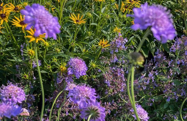 Purple scabiosa flowers in a sunny garden with yellow coneflowers and other foliage.