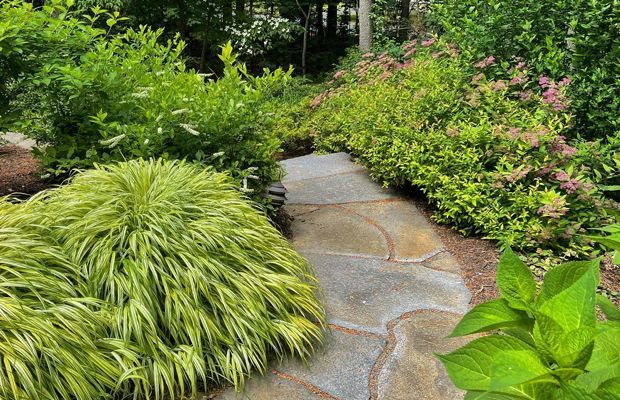 Stone path winds through lush garden, flanked by green and pink flowering shrubs.
