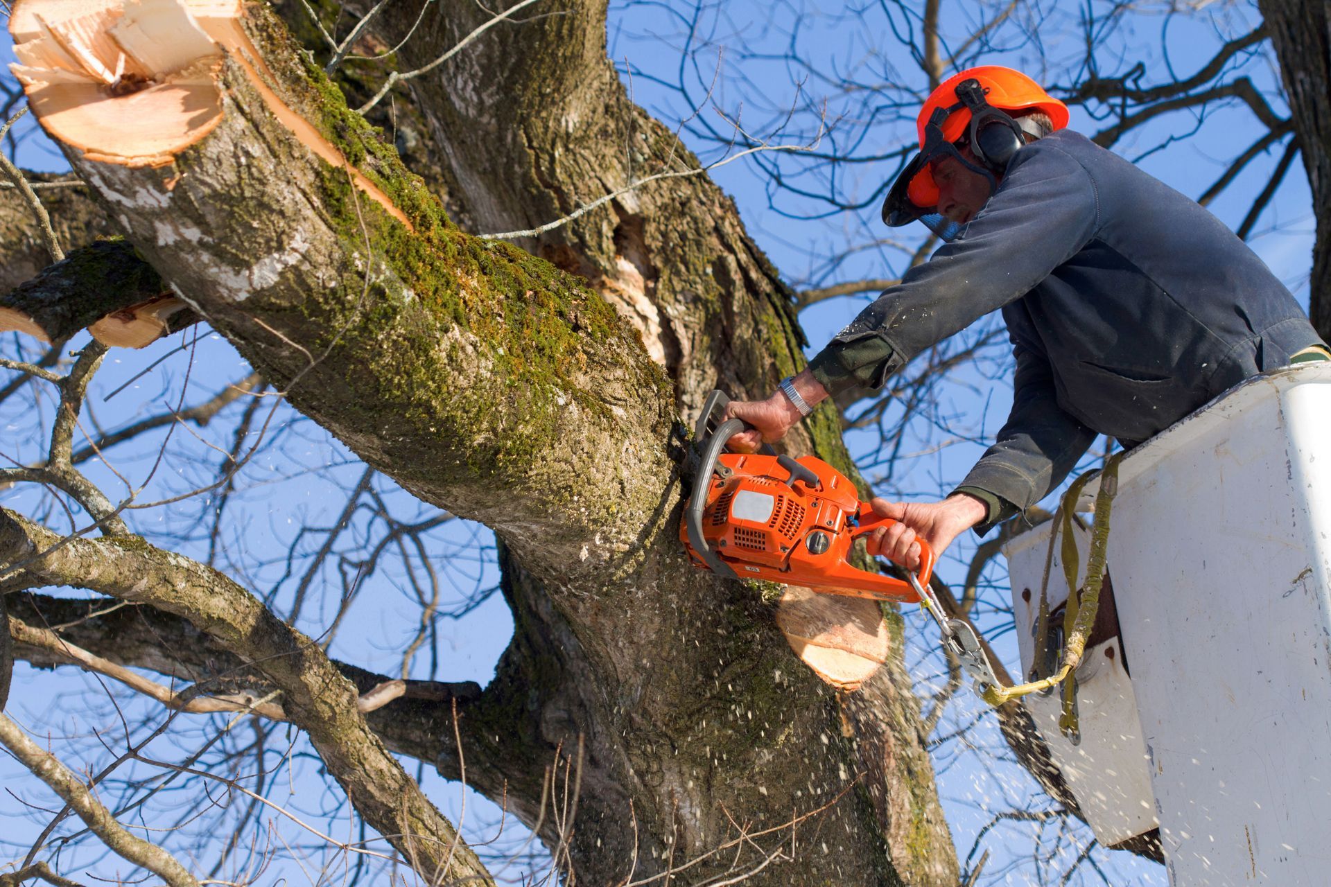 tree trimming services