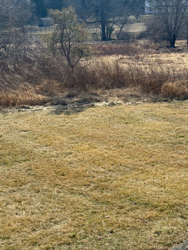 Grassy field in daylight, with tall dry grass, a small stream and trees in the background.