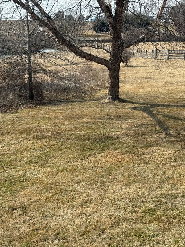 Bare tree in brown grassy field, shadow cast on the ground. Background: a creek, fence, and bare trees.