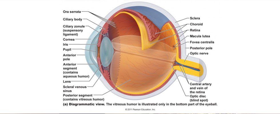 Eye Retina