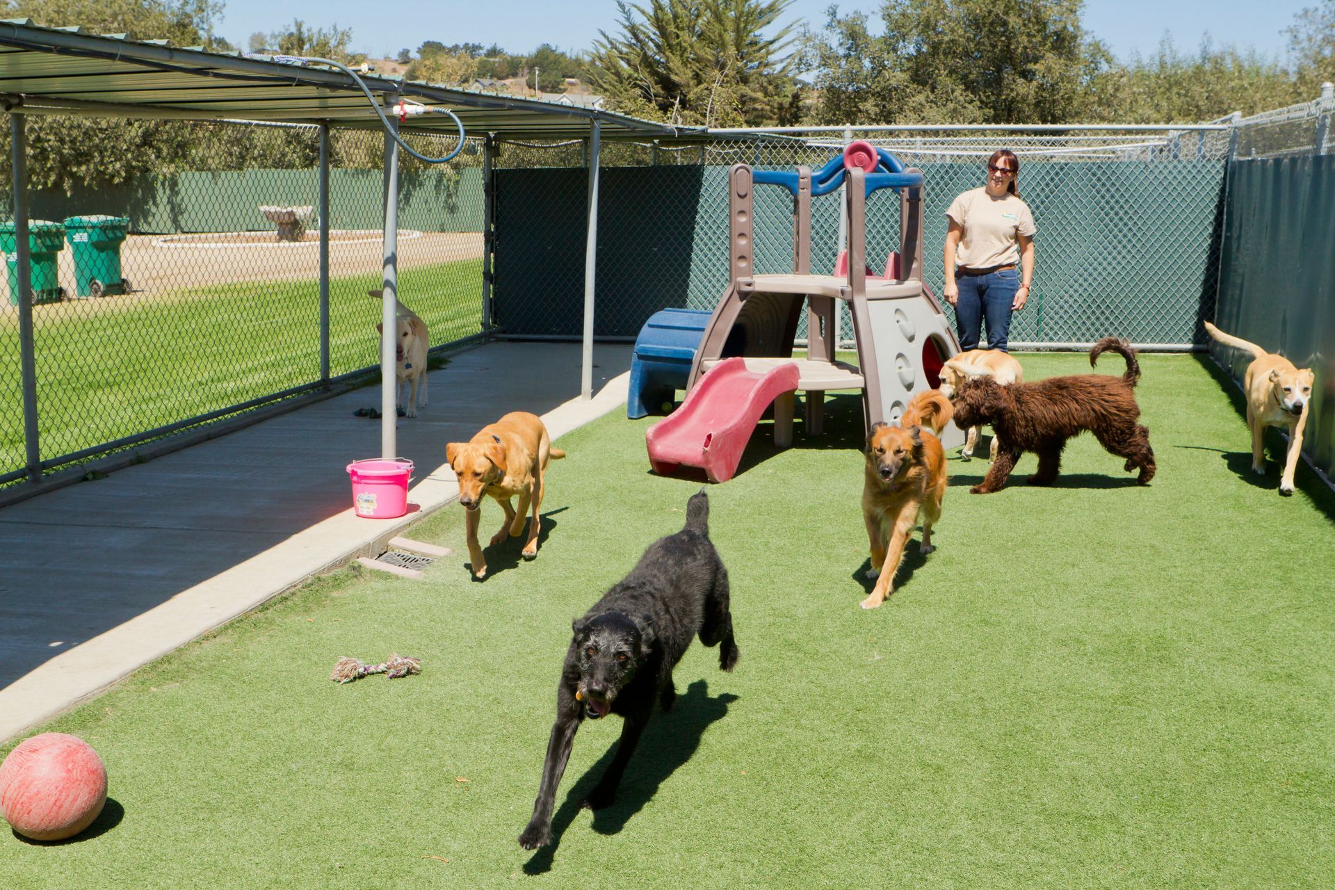 A group of dogs are playing in a fenced in area.