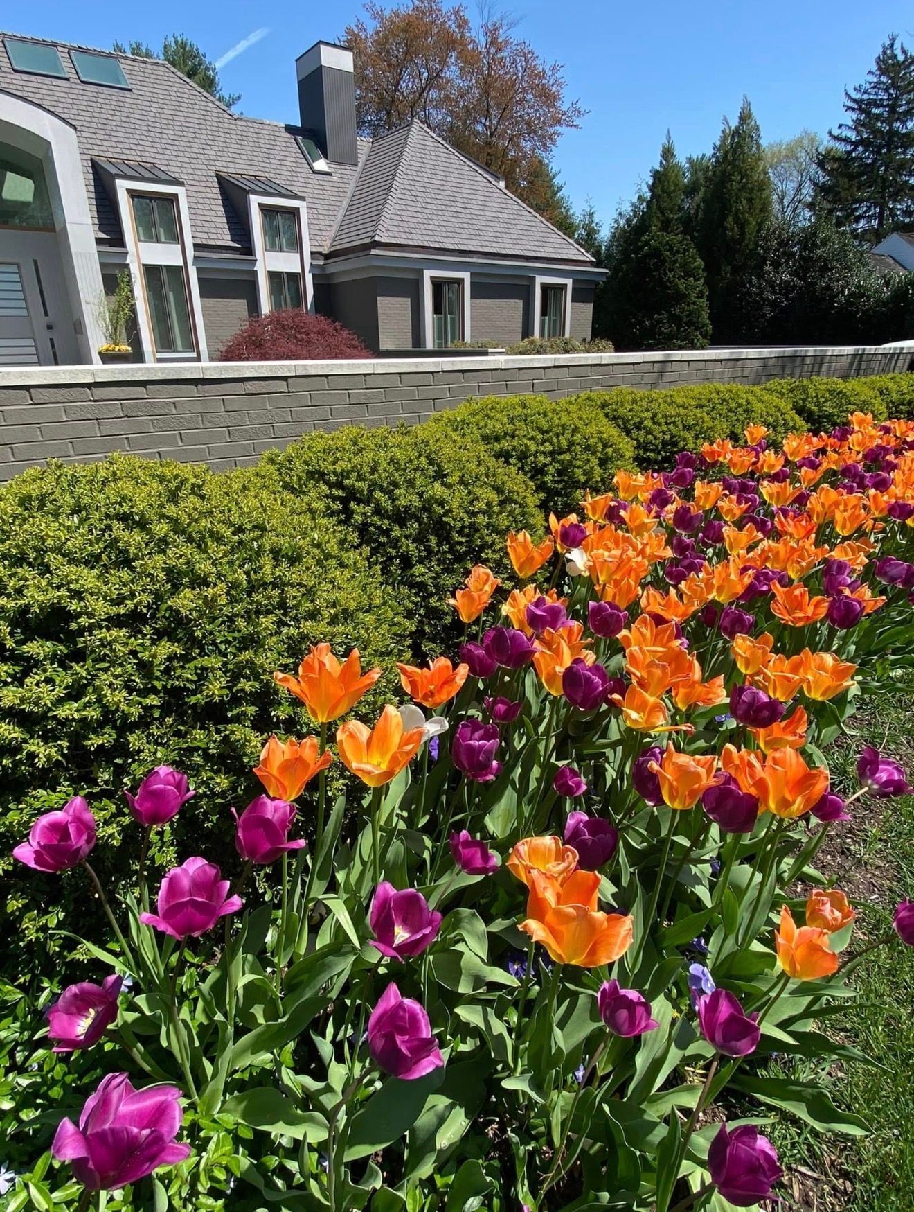 A vibrant row of orange and purple tulips blooming in front of a stone wall and a modern house under a clear blue sky.