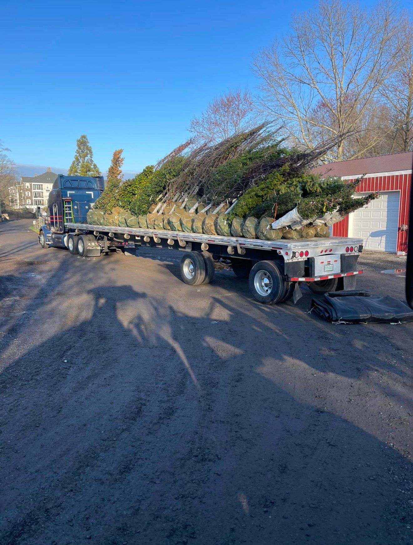 A flatbed truck loaded with bundled evergreen trees parked on a gravel lot on a sunny day.
