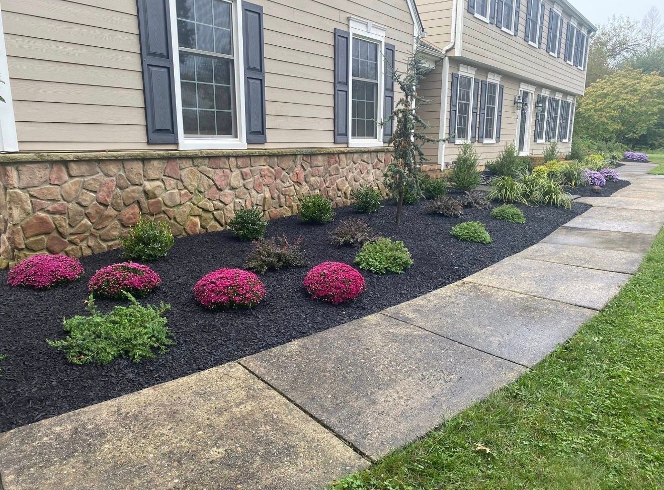 A landscape bed with dark mulch, pink mums, and green shrubs in front of a house with stone accents and tan siding.
