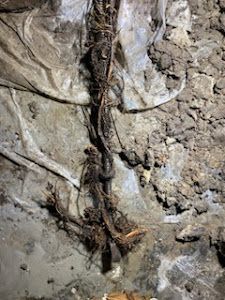 A close up of a snake laying on the ground.