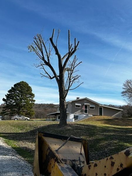 Bare tree with pruned branches in front of a house. A tractor bucket is in the foreground. Blue sky.