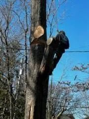 Arborist cutting a tree limb with a chainsaw; bright blue sky in background.