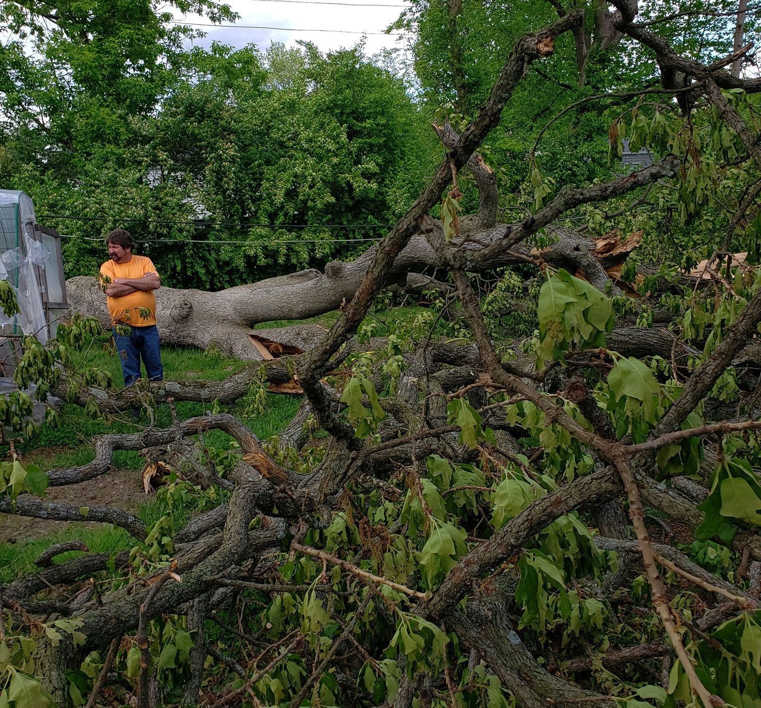 A person in an orange shirt stands next to a fallen tree in a yard.