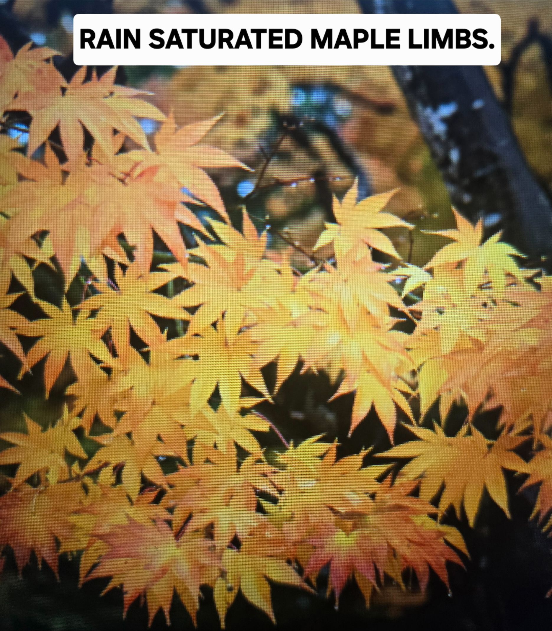 Golden maple leaves, rain-soaked, against a blurred background of tree trunks and sky.
