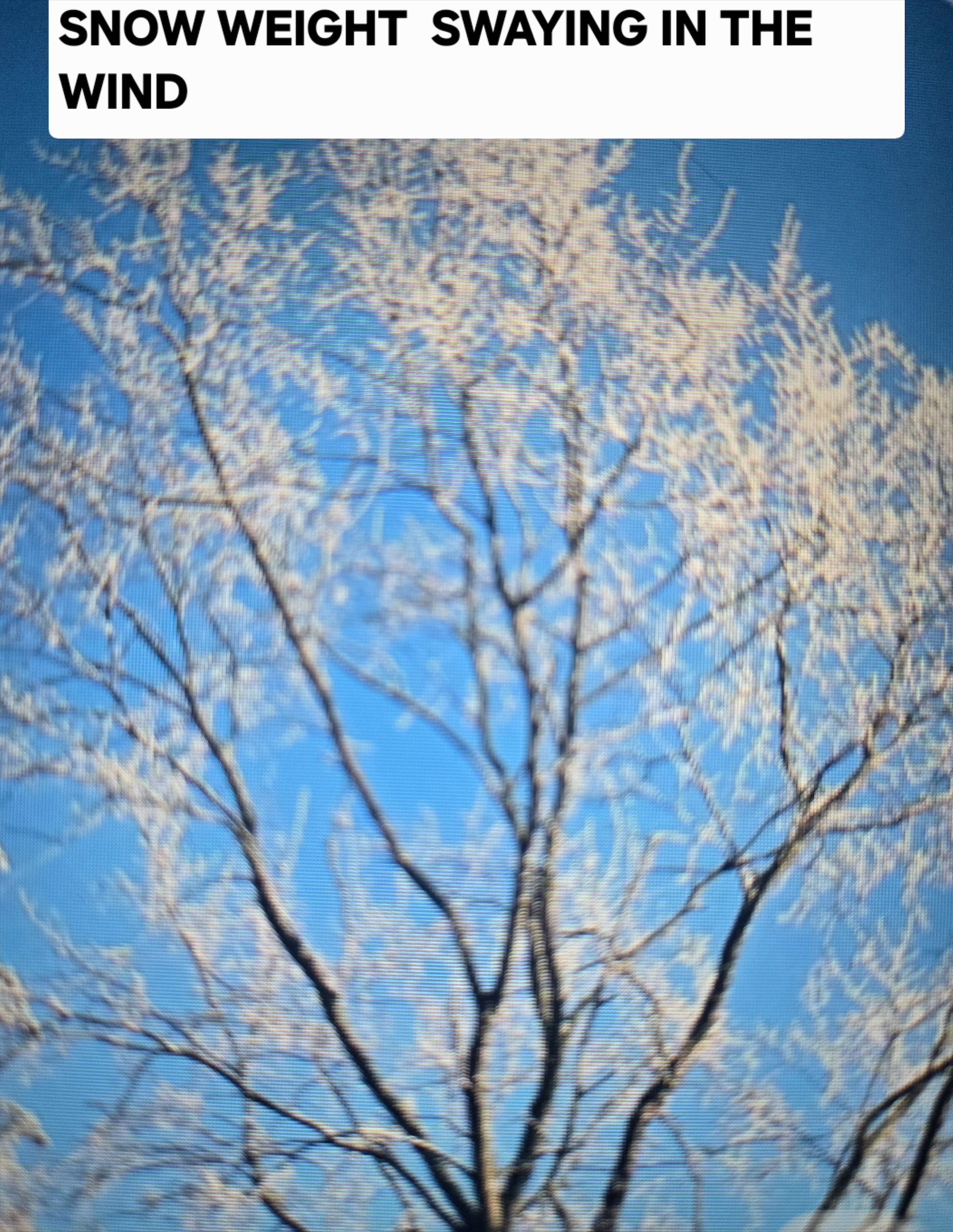 Snow-covered tree branches against a bright blue sky, swaying gently in the wind.