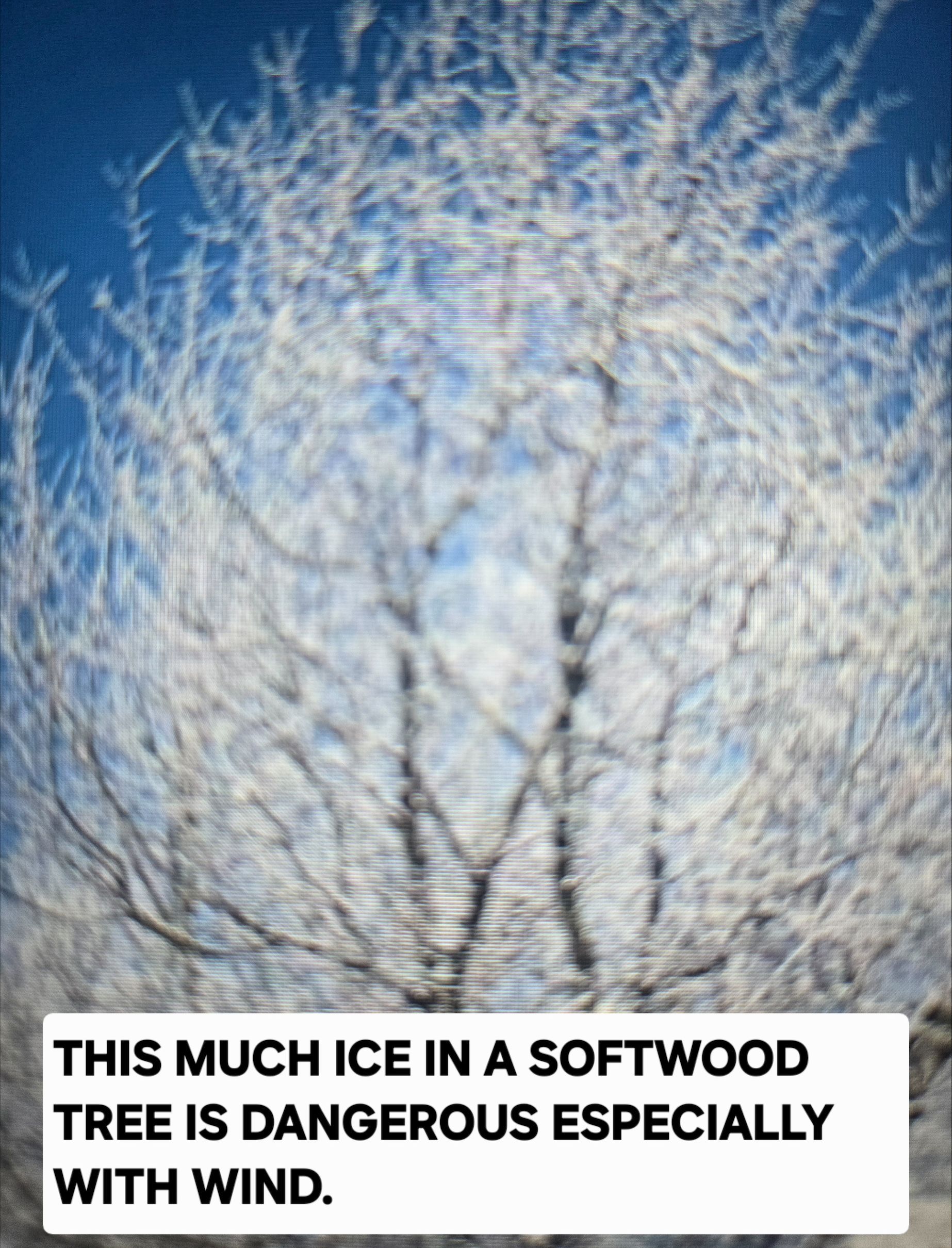Ice-covered softwood tree against a blue sky, text: 