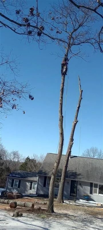 Trees being trimmed by a professional next to a house under a clear, blue sky.