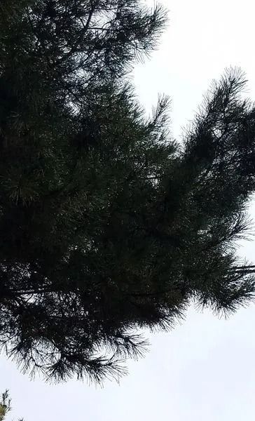Dark green pine tree branches against a cloudy, light gray sky.