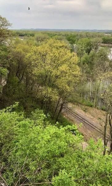 Overhead view of trees and foliage with a railroad track, against a cloudy sky.