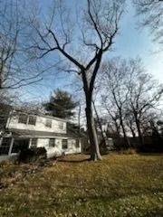 Bare tree beside a two-story white house on a sunny day. Brown grass covers the foreground.