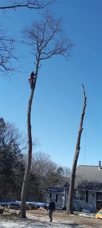 A tree worker atop a tall tree is cutting it down. Another person walks below. Clear blue sky.