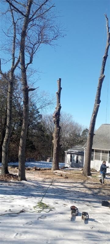 Trees, some topped, in a snowy area near a house and person on a sunny day.