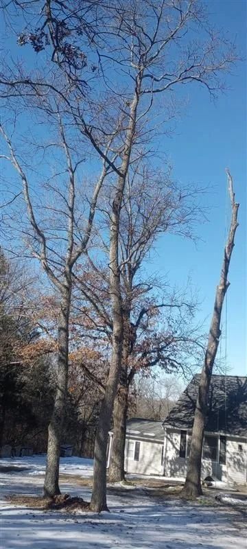 Bare trees and a house stand on snow under a clear blue sky.