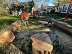 Men cutting large logs with chainsaws on a grassy lawn; homes in background.