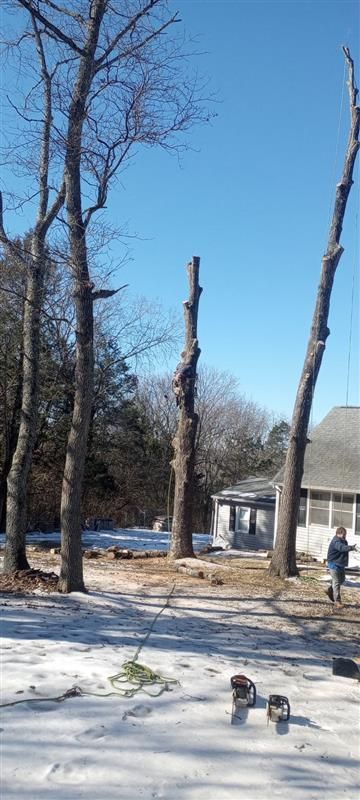 Partially cut trees in snowy yard under blue sky; house in background.