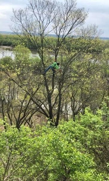 Person climbing a tall tree with bare branches. Green shirt, surrounded by other trees and water in the background.