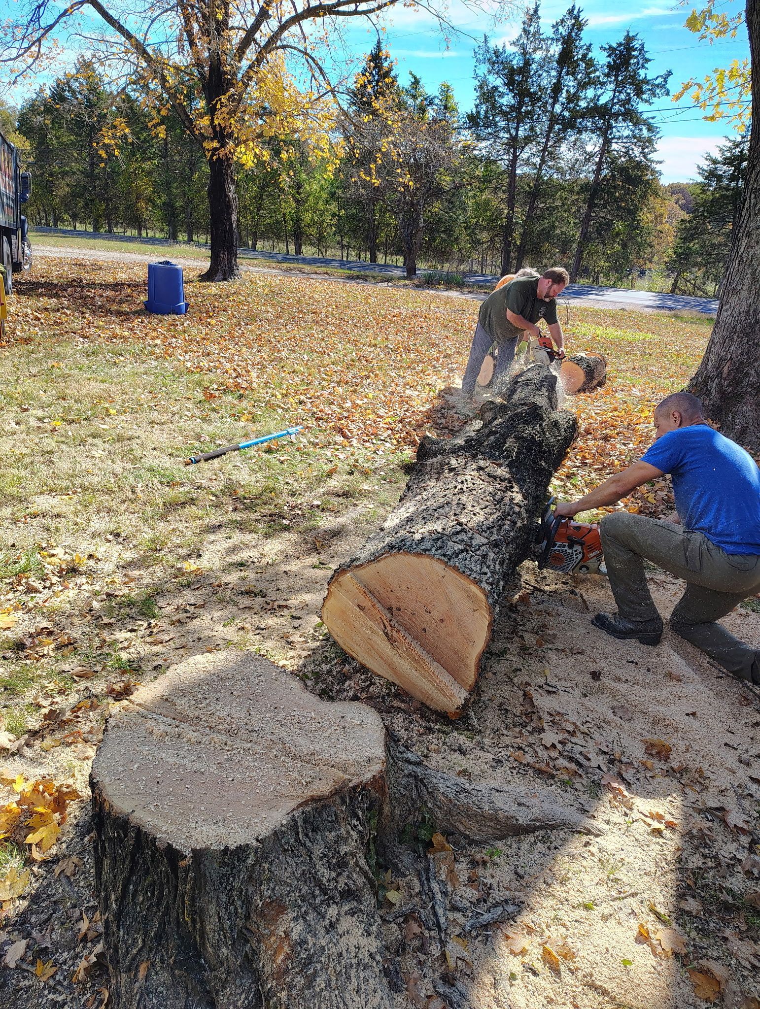 Two people using chainsaws to cut a fallen tree trunk in a grassy area with fallen leaves.